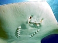 Southern Stingray