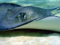 Southern Stingray