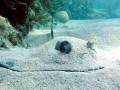 Southern Stingray