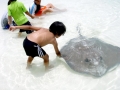 Southern Stingray