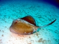 Southern Stingray