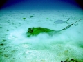 Southern Stingray