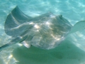 Southern Stingray