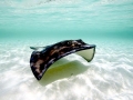 Southern Stingray