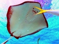 Southern Stingray