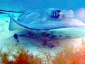 Southern Stingray