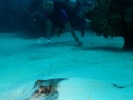 Southern Stingray