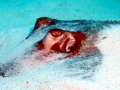 Southern Stingray