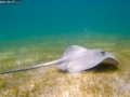 Southern Stingray