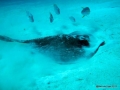 Southern Stingray