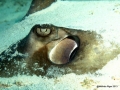Southern Stingray