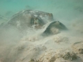 Southern Stingray