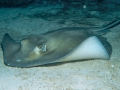 Southern Stingray