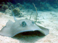 Southern Stingray