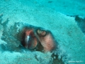 Southern Stingray