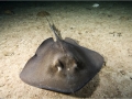 Southern Stingray