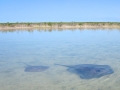 Southern Stingray