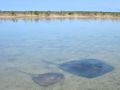 Southern Stingray
