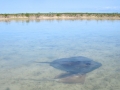 Southern Stingray