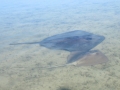 Southern Stingray