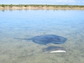 Southern Stingray