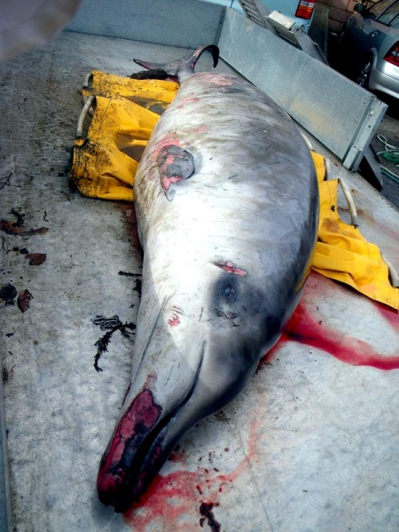 Sowerby's Beaked Whale