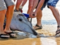 Sowerby's Beaked Whale