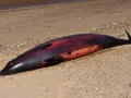 Sowerby's Beaked Whale