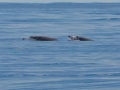 Sowerby's Beaked Whale