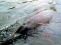 Sowerby's Beaked Whale