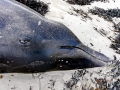 Sowerby's Beaked Whale
