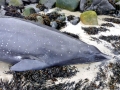 Sowerby's Beaked Whale