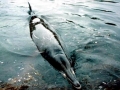 Sowerby's Beaked Whale