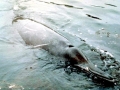 Sowerby's Beaked Whale