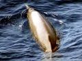 Sowerby's Beaked Whale