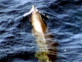 Sowerby's Beaked Whale