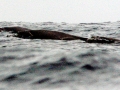 Sowerby's Beaked Whale