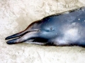Sowerby's Beaked Whale