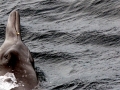 Sowerby's Beaked Whale