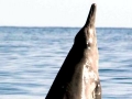 Sowerby's Beaked Whale