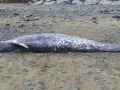 Sowerby's Beaked Whale