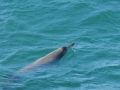 Sowerby's Beaked Whale