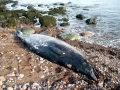 Sowerby's Beaked Whale