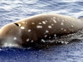 Sowerby's Beaked Whale