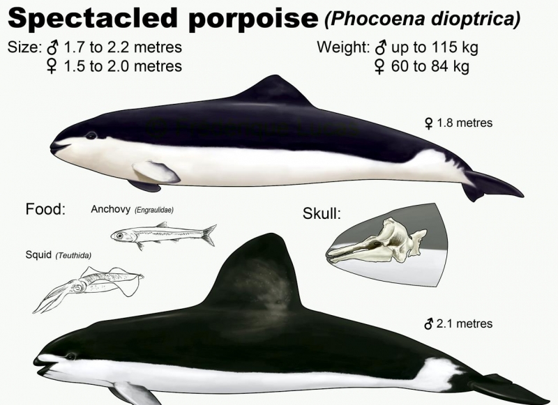 Spectacled Porpoise