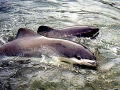 Spectacled Porpoise