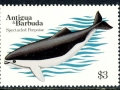 Spectacled Porpoise