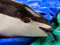 Spectacled Porpoise