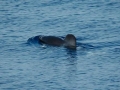 Spectacled Porpoise