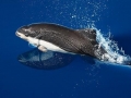 Spectacled Porpoise